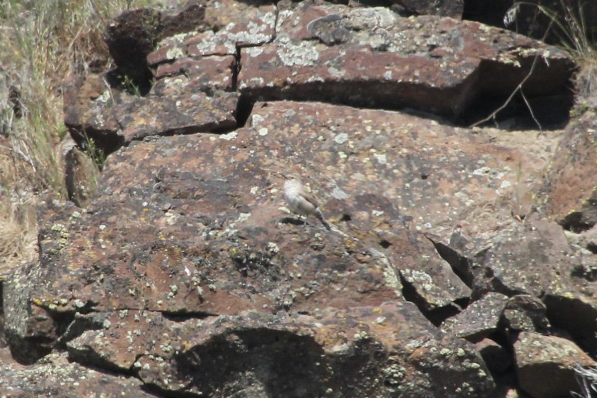 Rock Wren - ML622210028