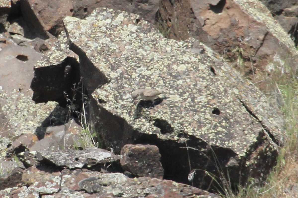Rock Wren - ML622210029