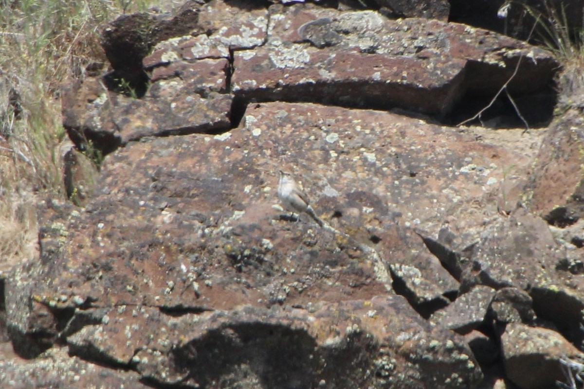 Rock Wren - ML622210030