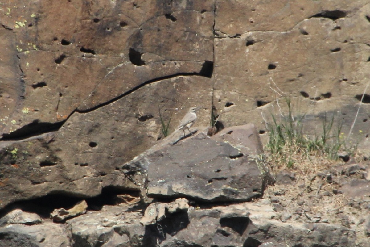 Rock Wren - ML622210031