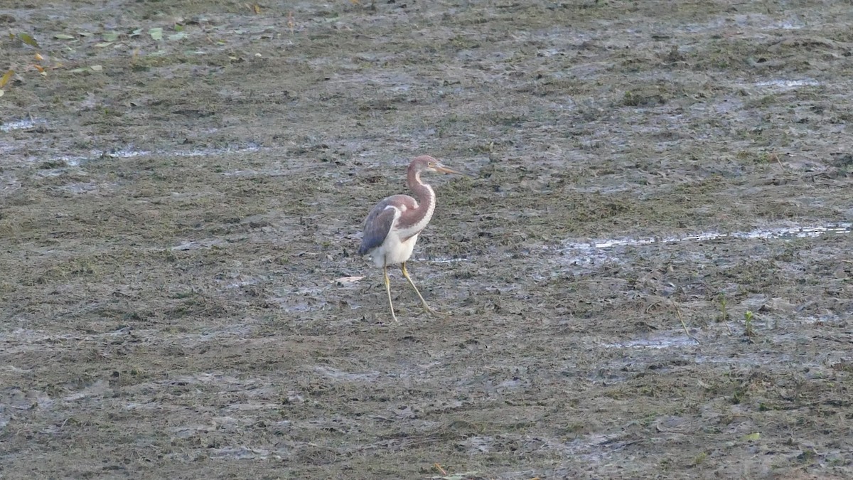 Tricolored Heron - ML622210037