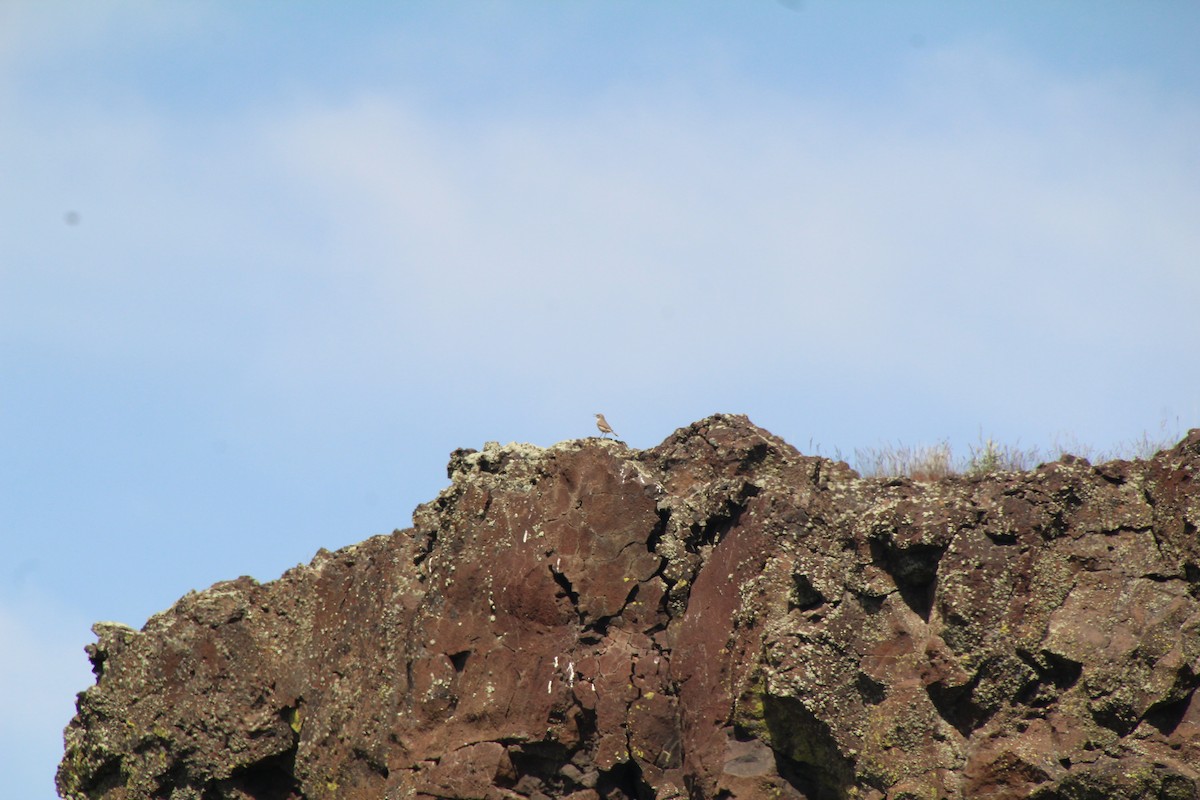 Rock Wren - ML622210046