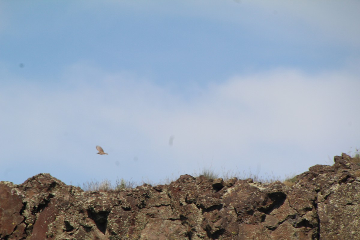 Rock Wren - ML622210047