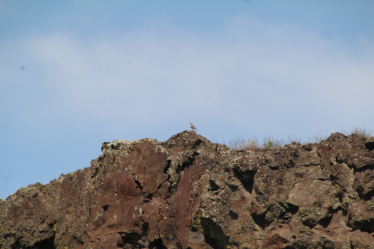 Rock Wren - ML622210048