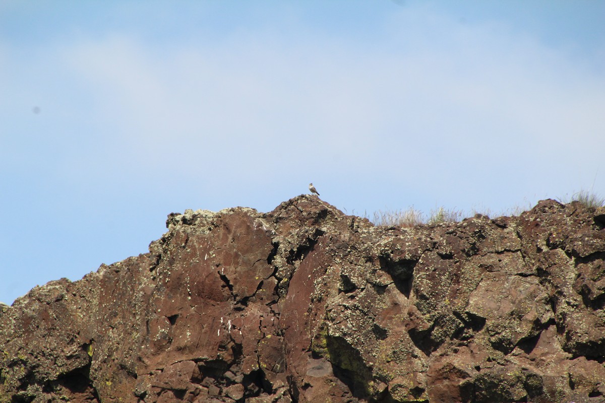 Rock Wren - ML622210049