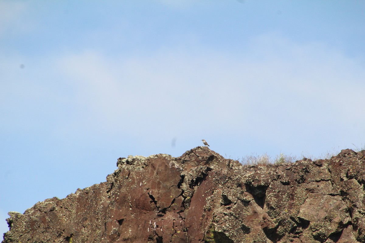 Rock Wren - ML622210050