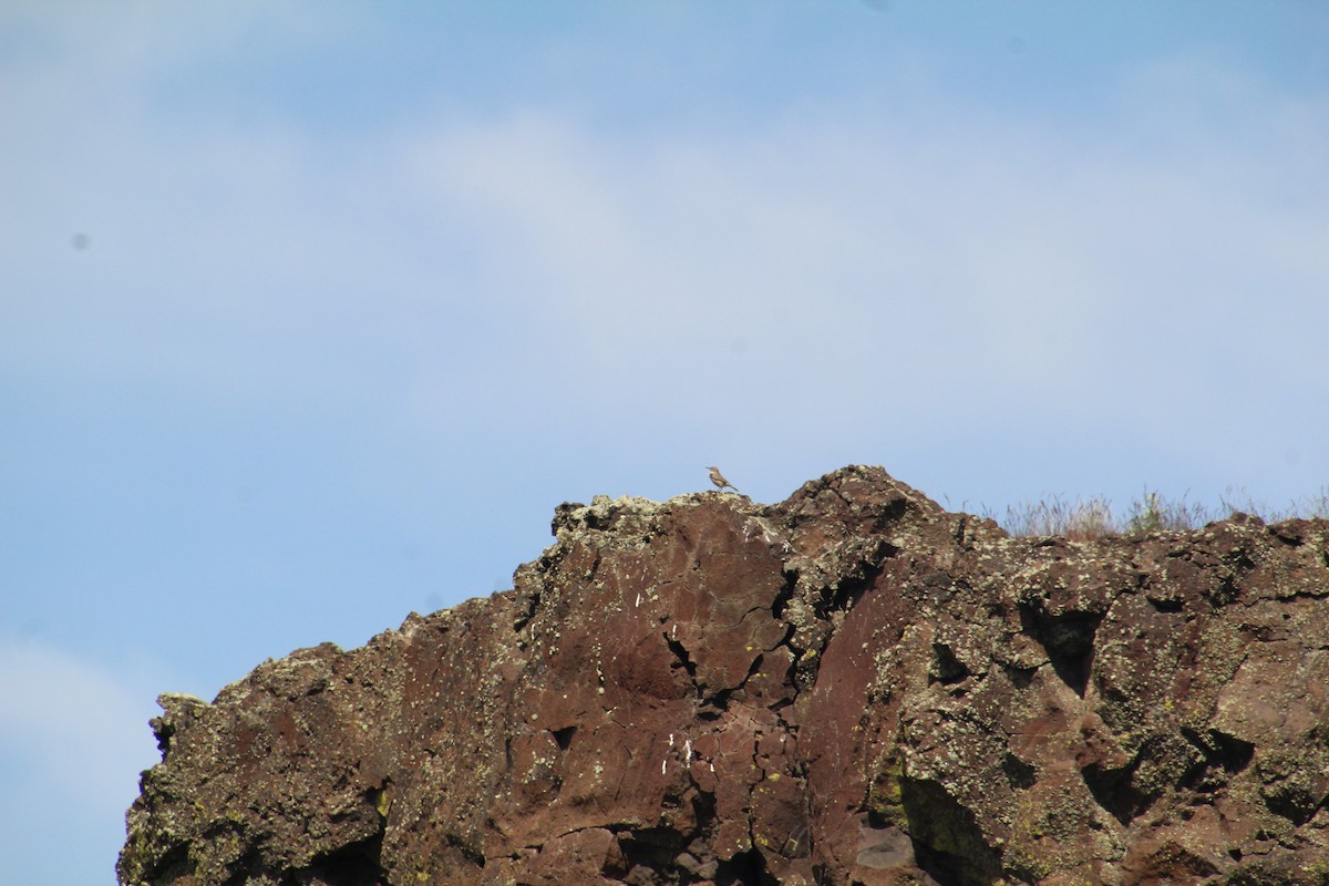 Rock Wren - ML622210051