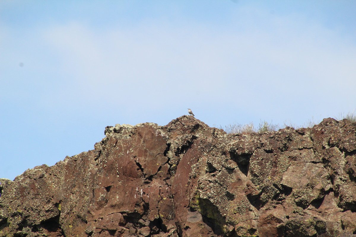 Rock Wren - ML622210052