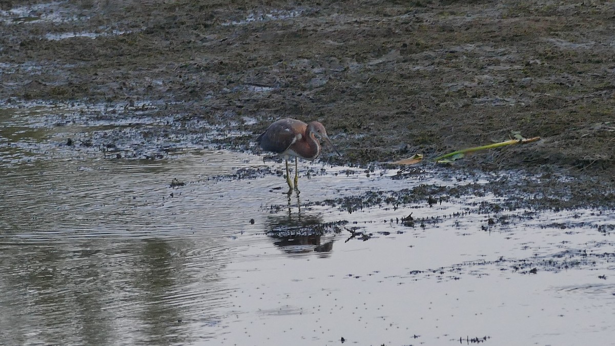 Tricolored Heron - ML622210059