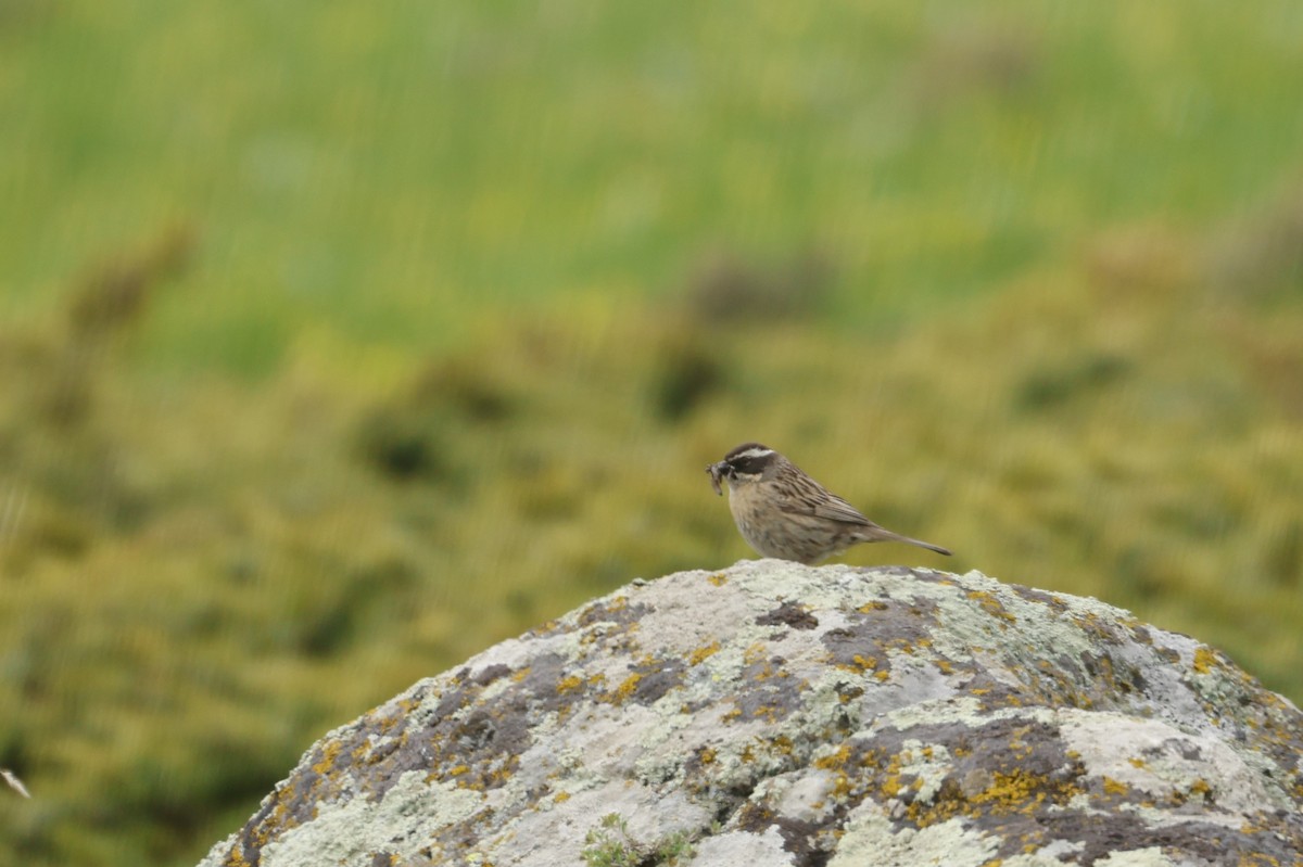 Radde's Accentor (Radde's) - ML622210093