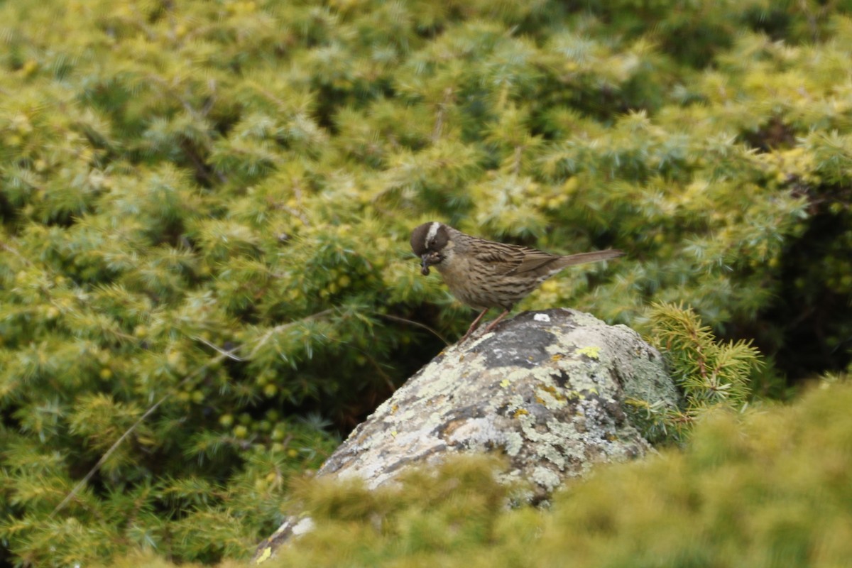 Radde's Accentor (Radde's) - ML622210094