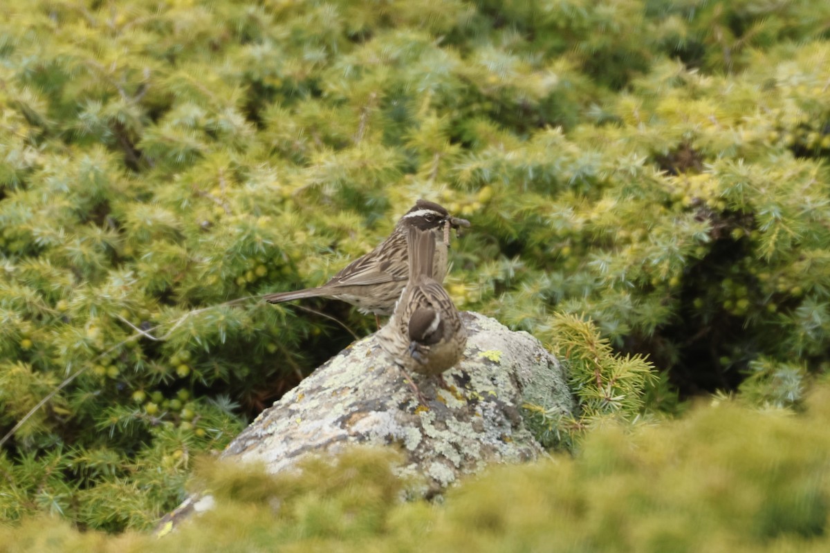 Radde's Accentor (Radde's) - ML622210095