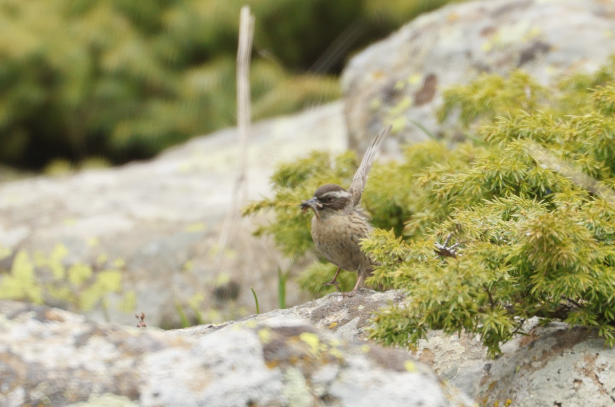 Radde's Accentor (Radde's) - ML622210096