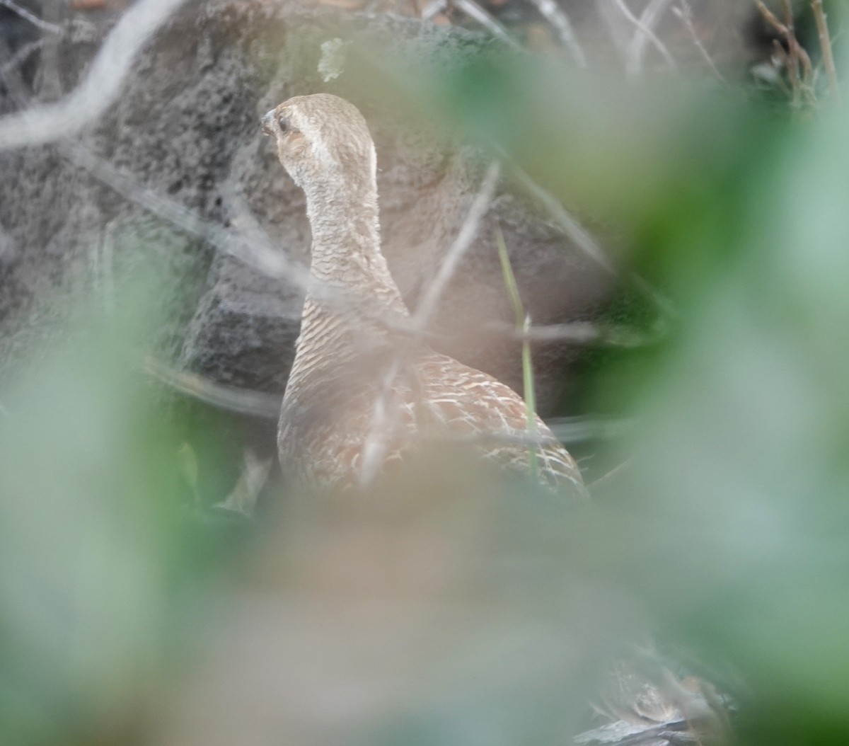 Gray Francolin - franci Holtslander