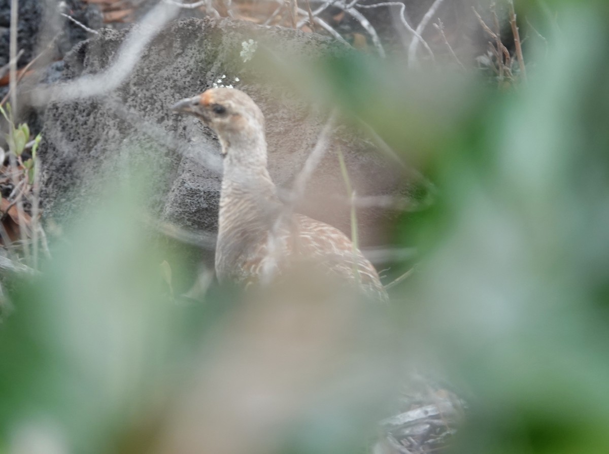 Gray Francolin - ML622210110