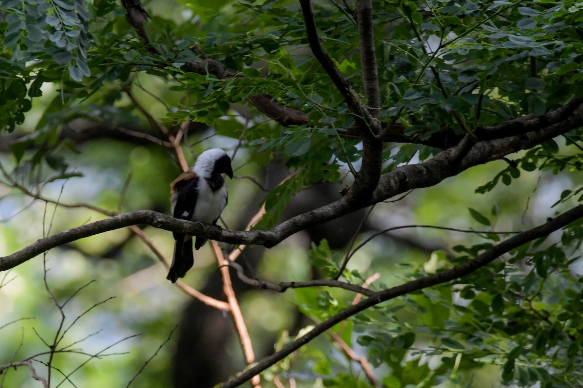 White-bellied Treepie - ML622210155