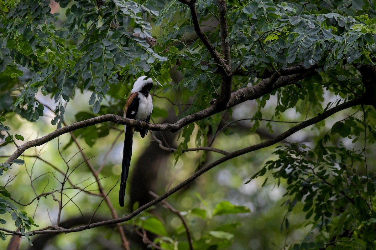 White-bellied Treepie - ML622210156