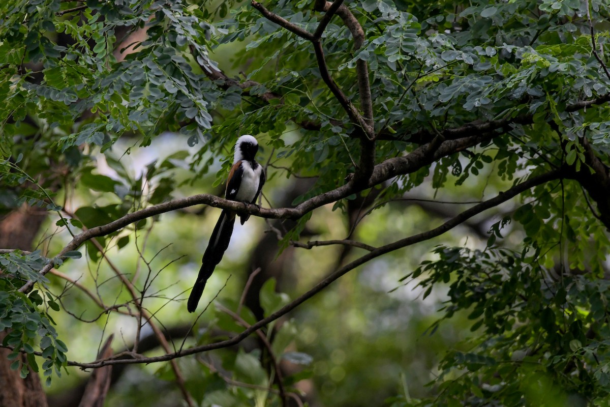 White-bellied Treepie - ML622210157