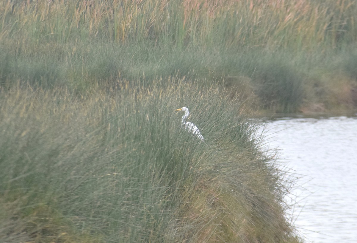 Great Egret - Reynaldo Valdivia Reyes