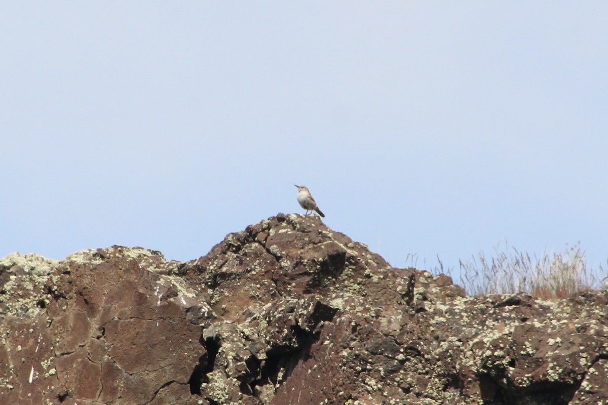 Rock Wren - ML622210213