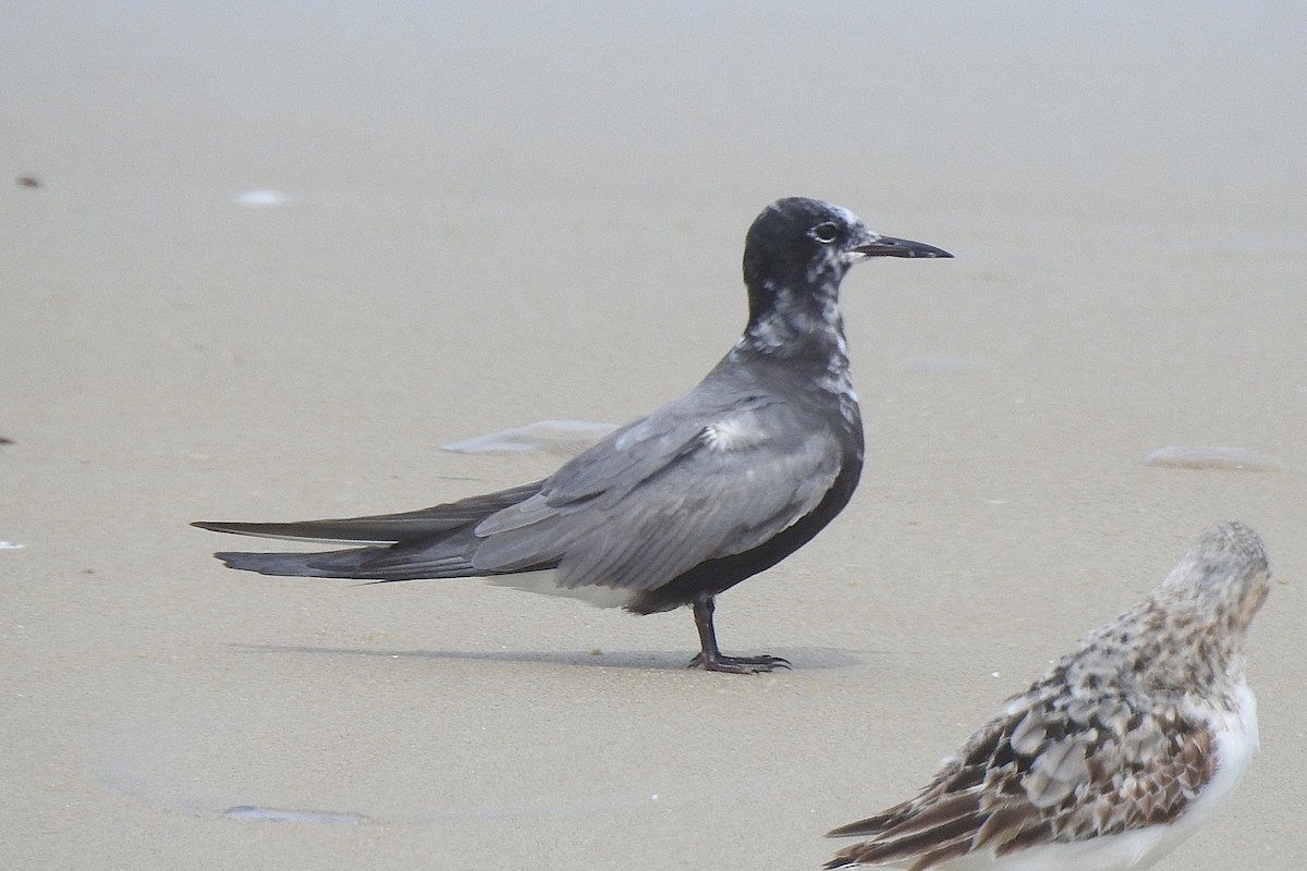 Guifette noire - ML622210267