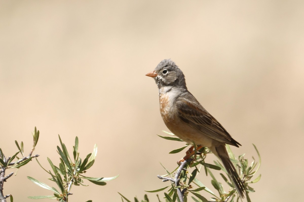 Gray-necked Bunting - ML622210349