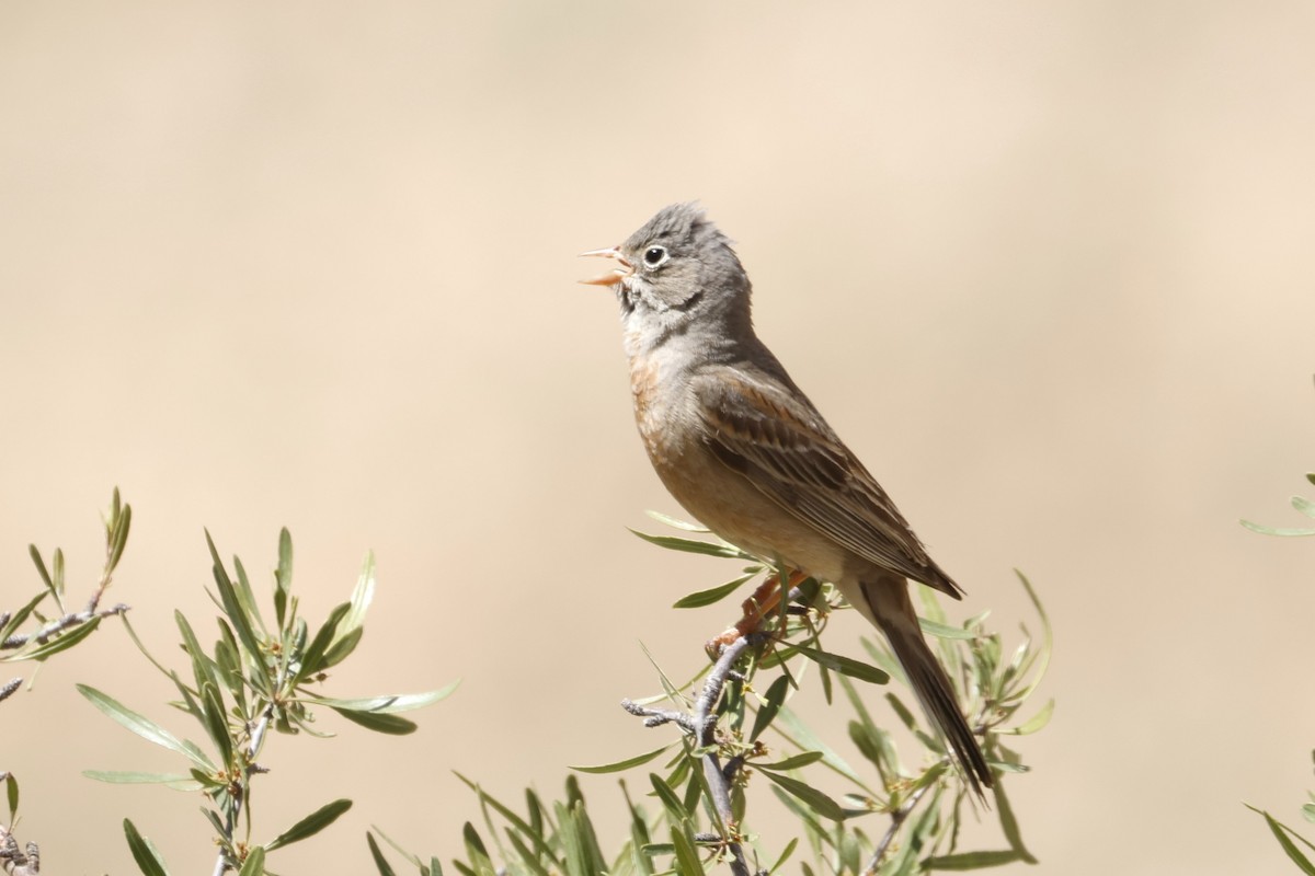 Gray-necked Bunting - ML622210350