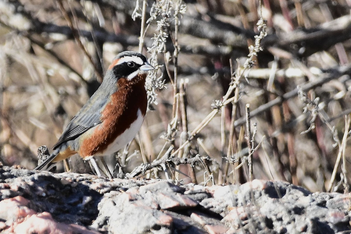 Black-and-chestnut Warbling Finch - ML622210354