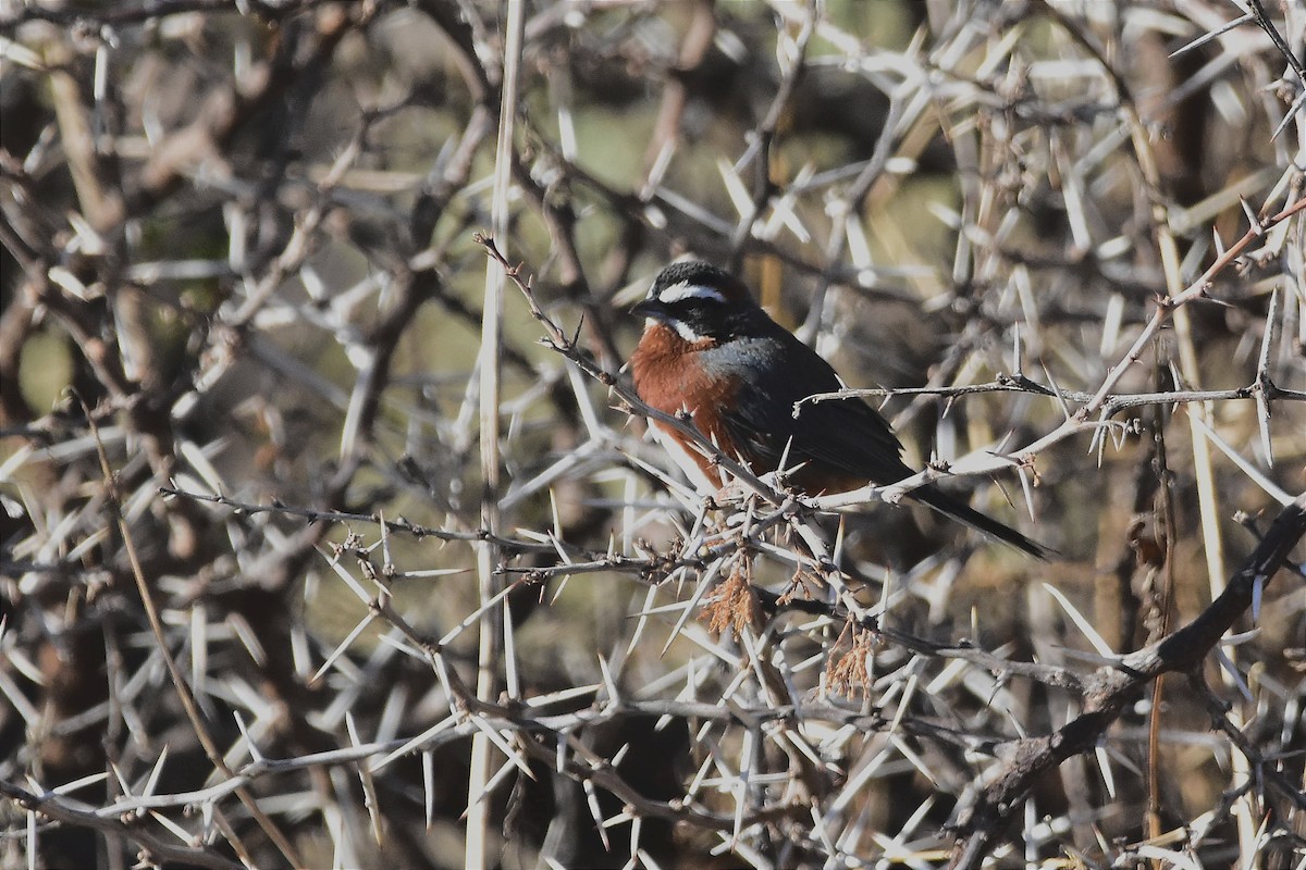 Black-and-chestnut Warbling Finch - ML622210356