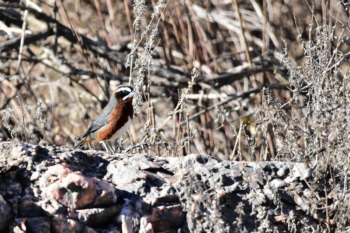 Black-and-chestnut Warbling Finch - ML622210357