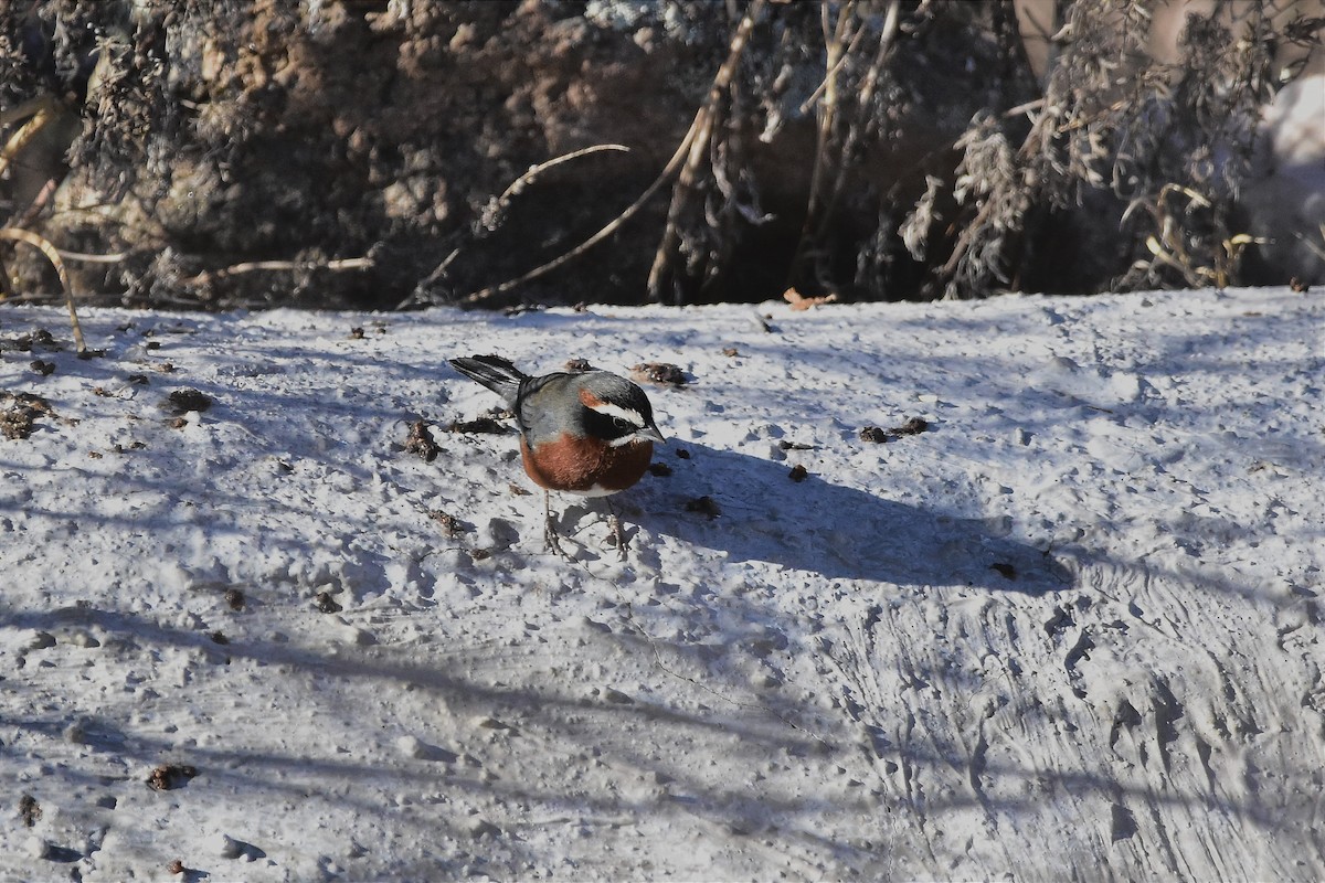 Black-and-chestnut Warbling Finch - ML622210358