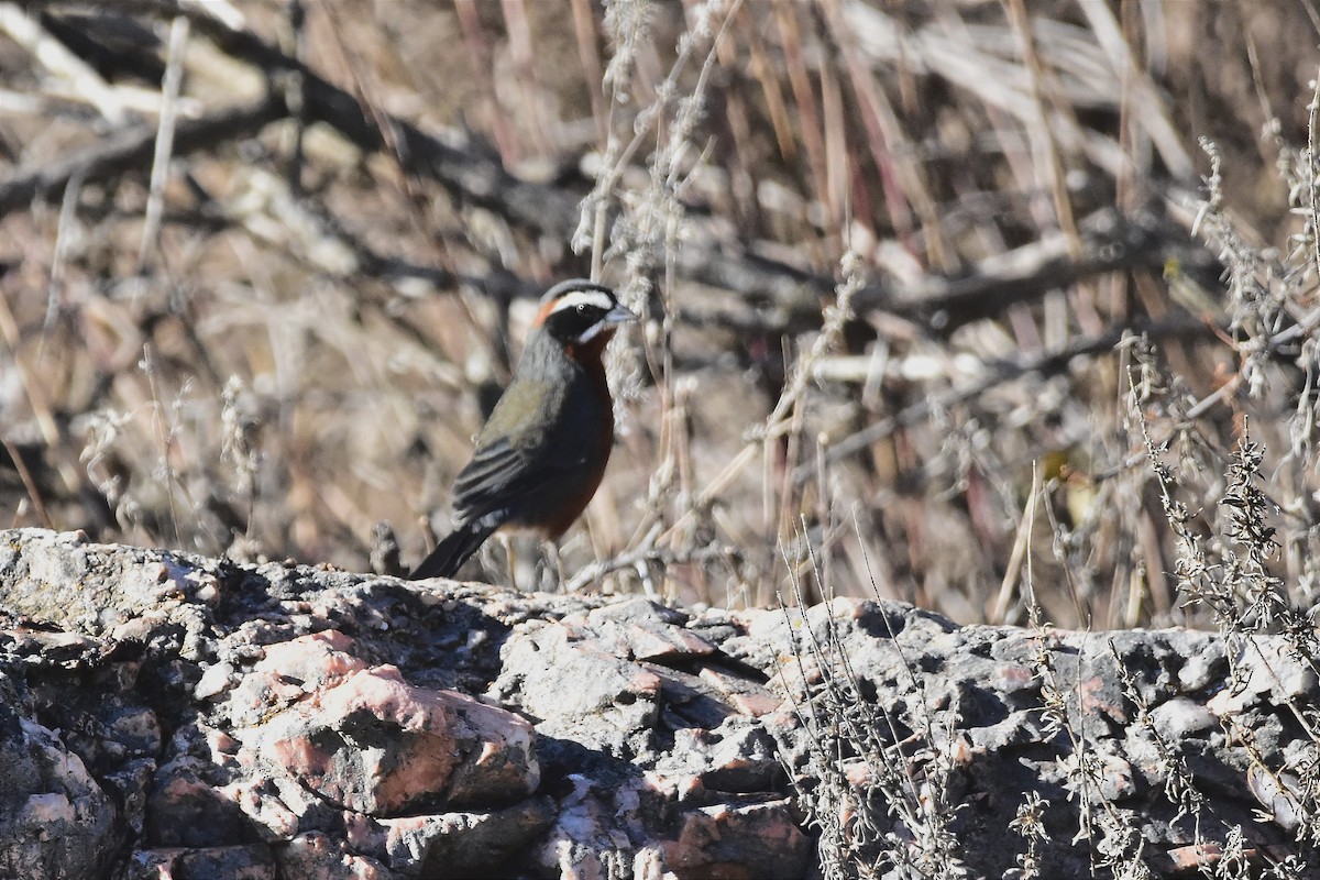 Black-and-chestnut Warbling Finch - ML622210359