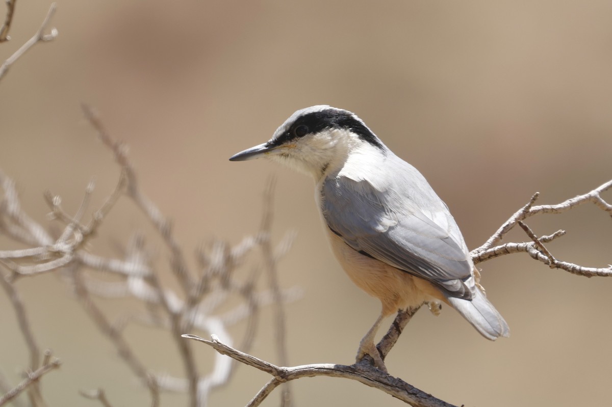 Eastern Rock Nuthatch - ML622210360