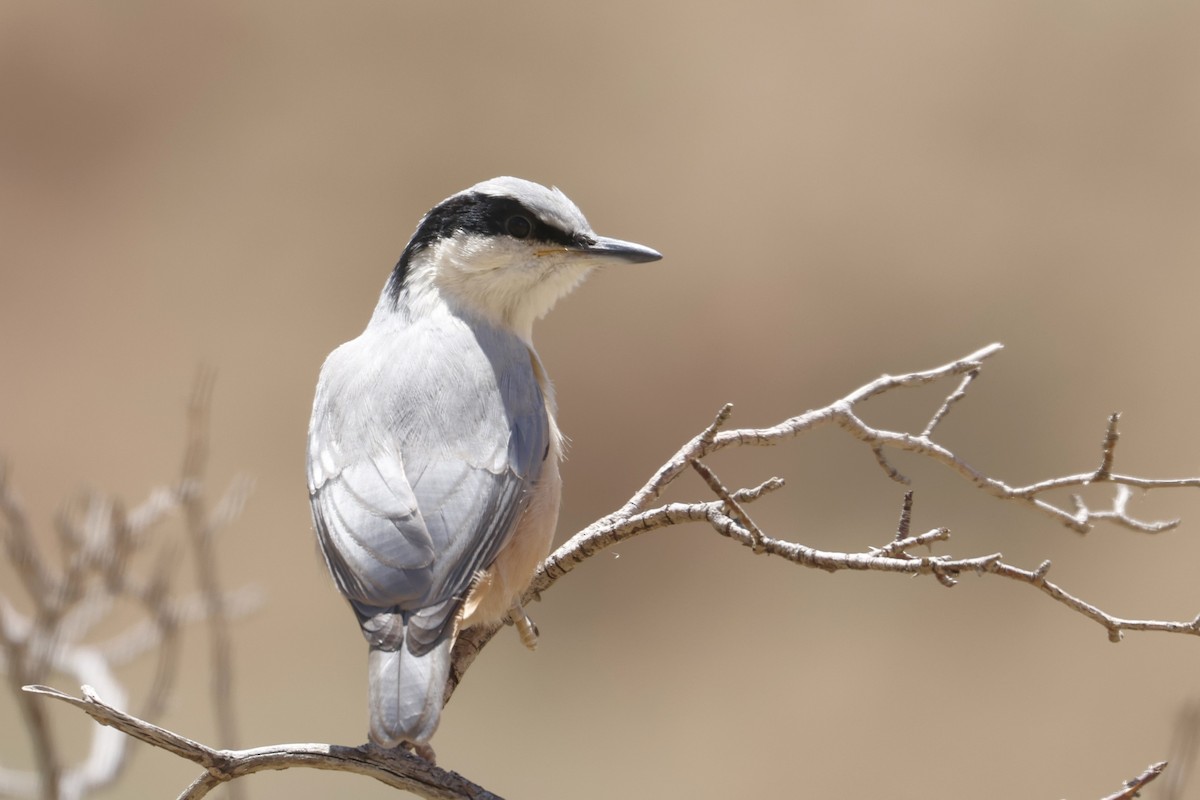 Eastern Rock Nuthatch - ML622210361