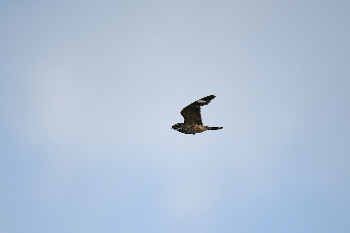 Lesser Nighthawk - Leslie Correia