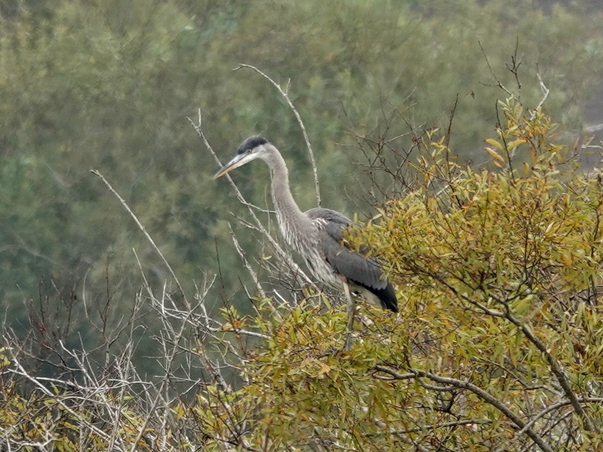 Great Blue Heron - Norman Uyeda