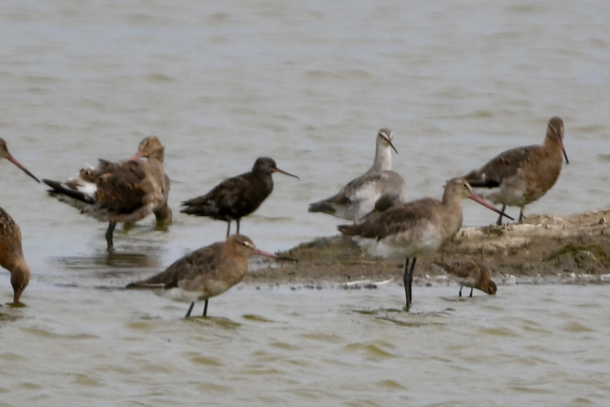 Spotted Redshank - Stanley Davis