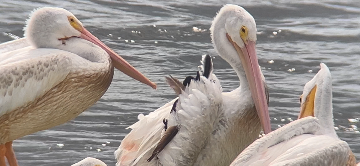 American White Pelican - ML622210443