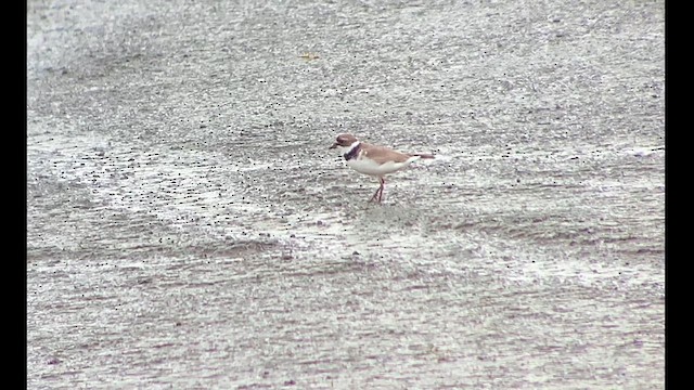 Semipalmated Plover - ML622210444