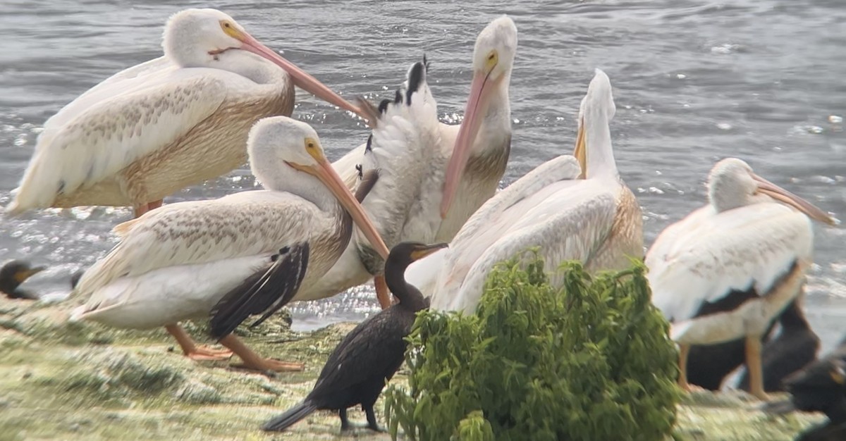 American White Pelican - ML622210447