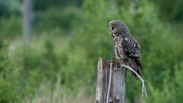 Great Gray Owl - ML622210448