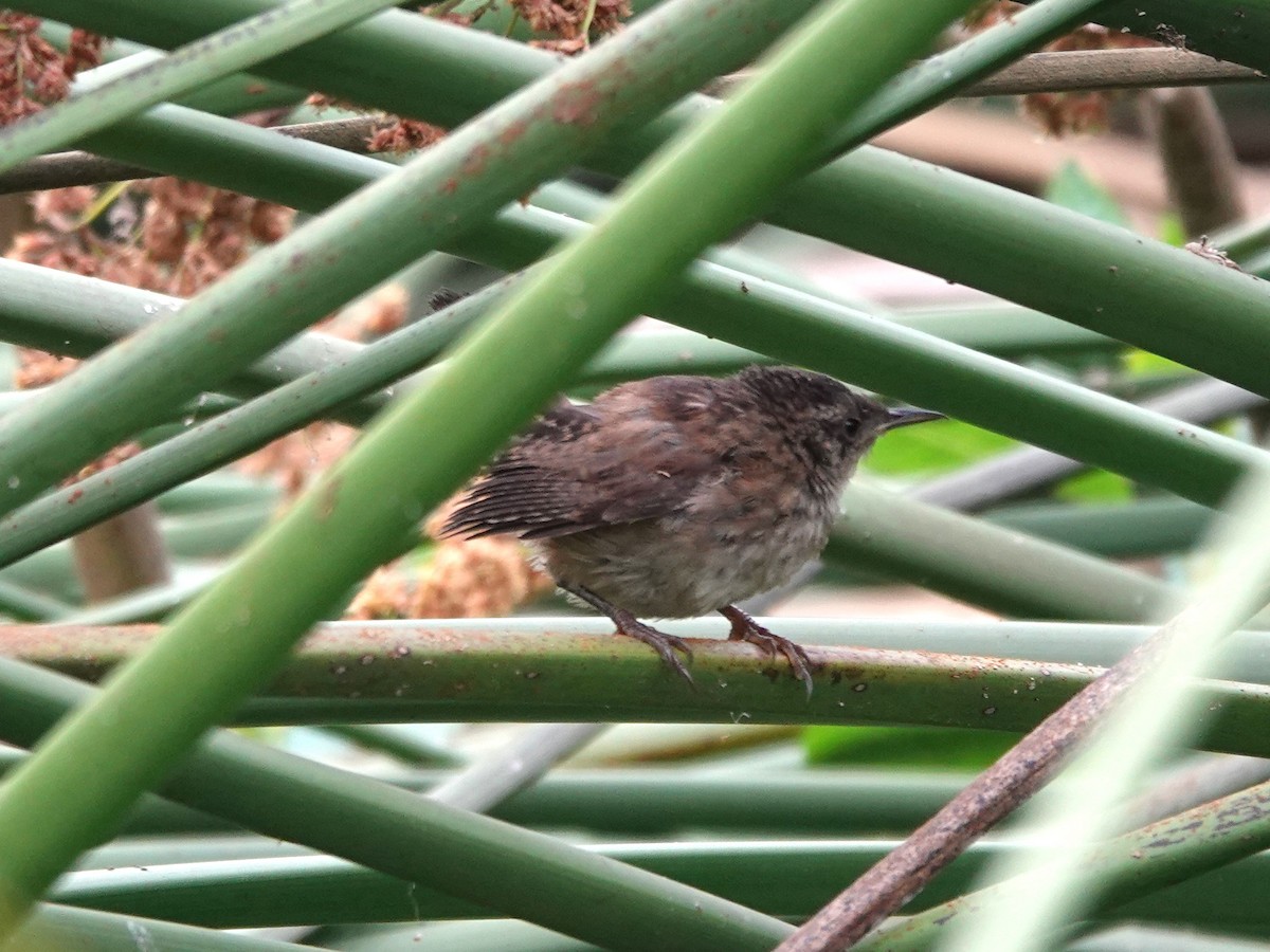 Marsh Wren - Norman Uyeda