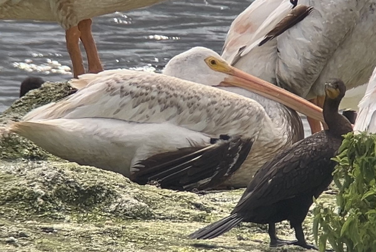 American White Pelican - ML622210452