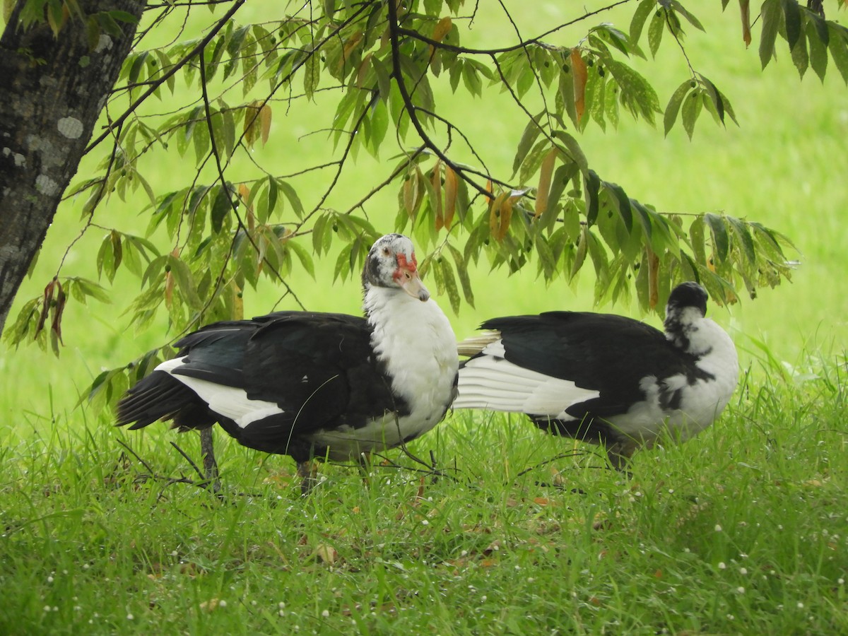 Muscovy Duck (Domestic type) - ML622210459