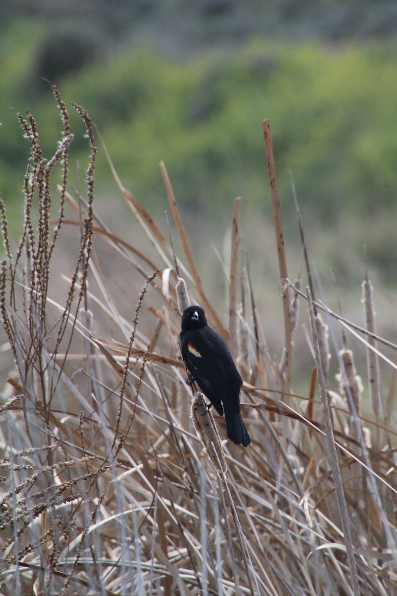 Red-winged Blackbird - ML622210488