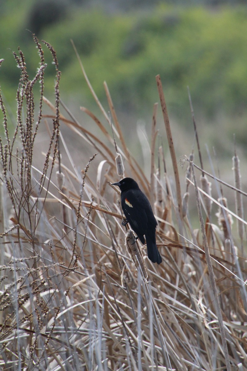 Red-winged Blackbird - ML622210489