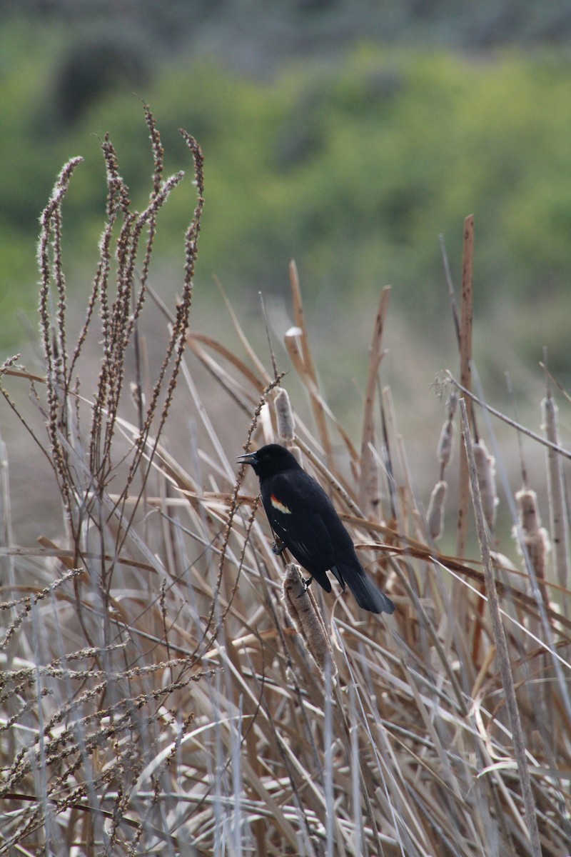Red-winged Blackbird - ML622210490