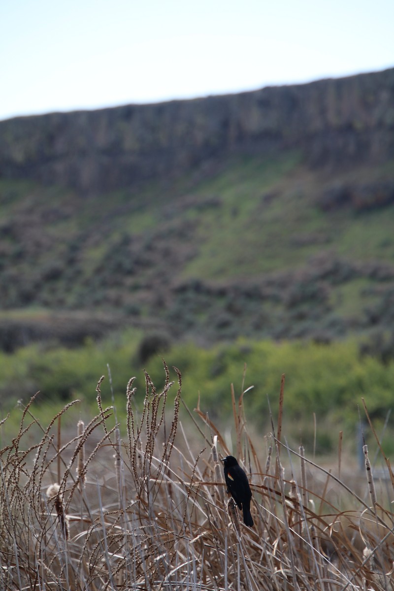 Red-winged Blackbird - ML622210492