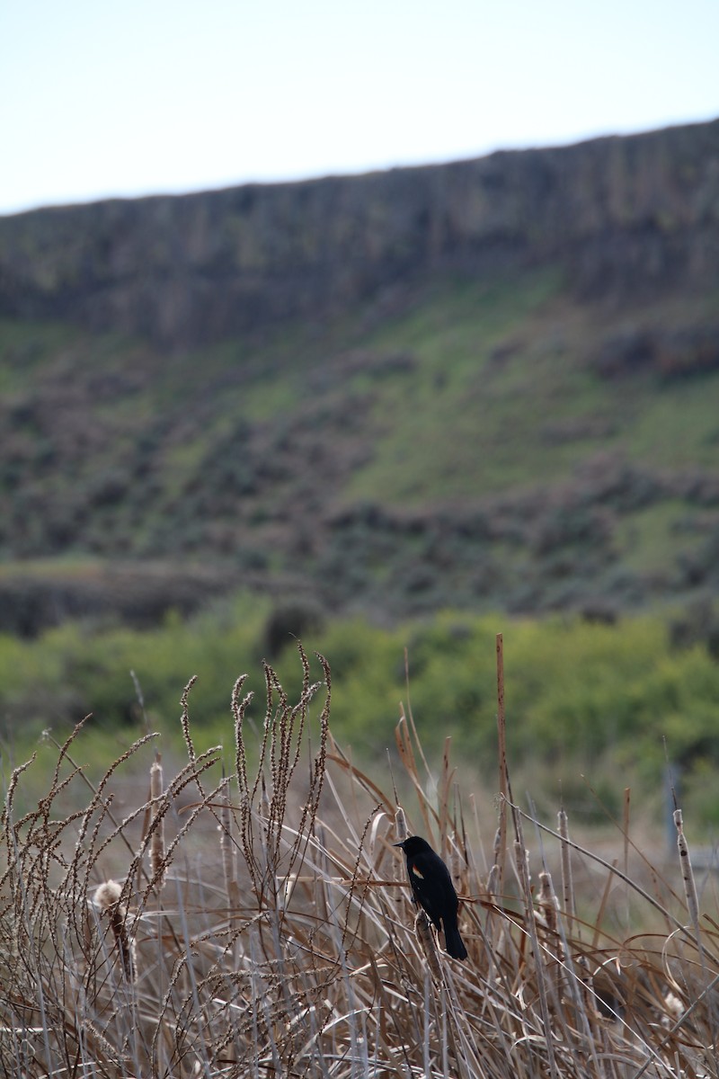 Red-winged Blackbird - ML622210493