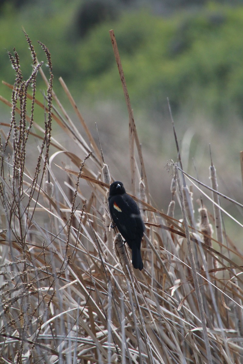 Red-winged Blackbird - ML622210494